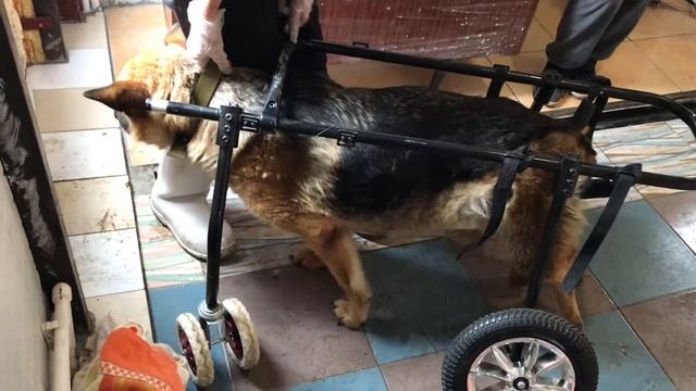 Майра на новой коляске смотреть онлайн