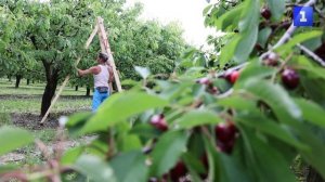 Крымские аграрии приступили к уборке черешни