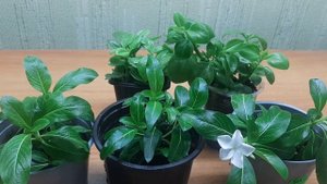 ? Аптения?  Катарантус?  Сохраняю черенками?