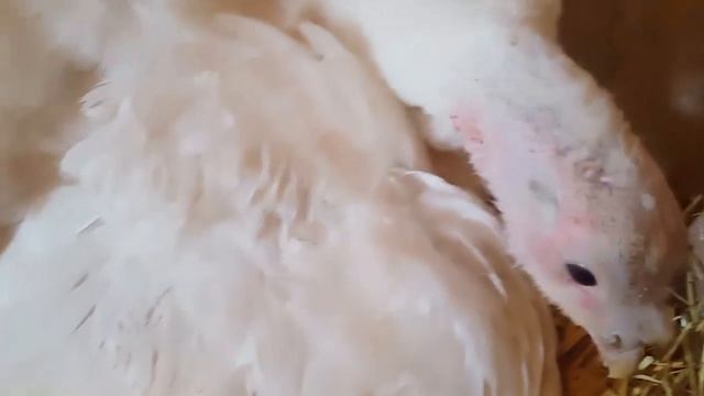 Посадила индюшку на яйца