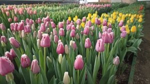 22.02.2023 (1) Выгонка тюльпана в теплице