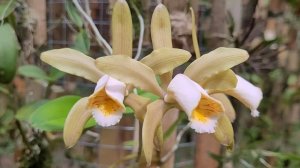 Cattleya forbesii