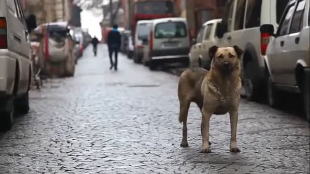Виды Стамбула смотреть онлайн