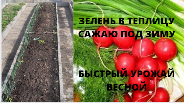 Теплица первый урожай ранней весной Вокруг еще лежит снег а в теплице взошла первая зелень смотреть онлайн