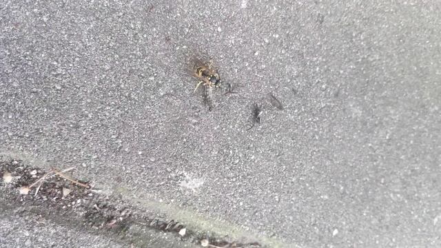 Komar Gigant vs Polska Osa смотреть онлайн