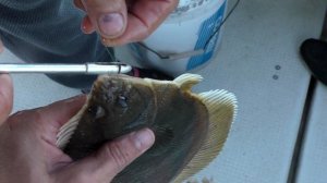 Ловим камбалу на донную снасть в Японском море