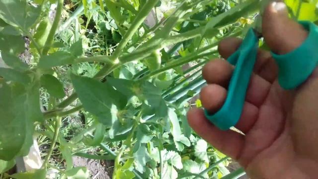 формировка томатов ,как я это делаю часть 1 смотреть онлайн