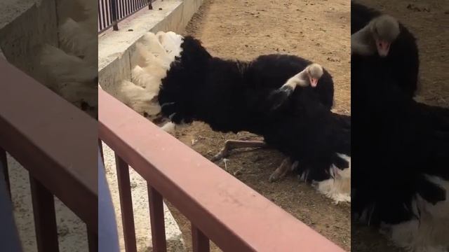 Смешные животные. Танцующий страус. Страус жжёт!!!!! смотреть онлайн