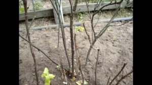 Осенняя обрезка куста красной смородины