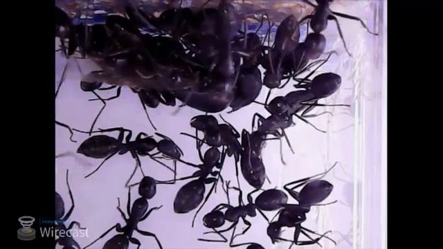 Муравьи Camponotus: выход колонии из диапаузы - часть 1 смотреть онлайн