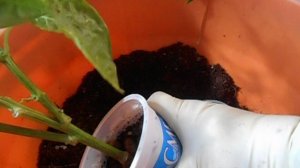 Ох, пересадка. ч. 2