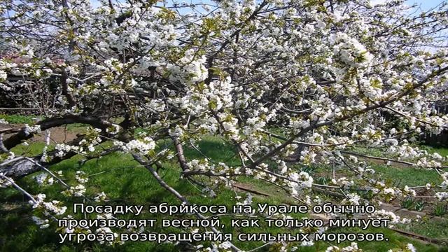Абрикос на Урале (посадка и уход) смотреть онлайн