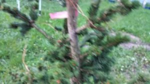 Шишки ели колючей лайки страйк