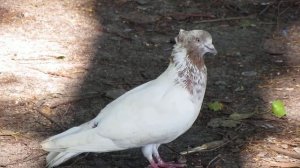 Голубь породы Воронежский зоревой.