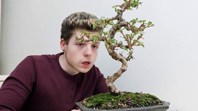 Бонсай кармона подрезка и прищипка . The pinching and pruning of Carmona bonsai