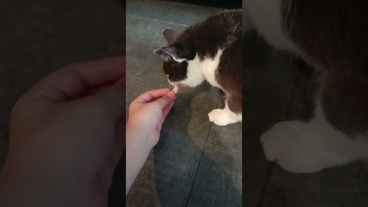 сестра Катя и её кошка Мелисса смотреть онлайн