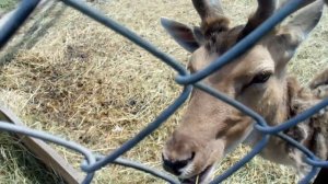Лань Европейская. Страусиная ферма. Ямполь