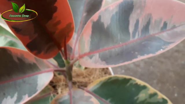 Ficus Elastica Ruby / Rubber plant