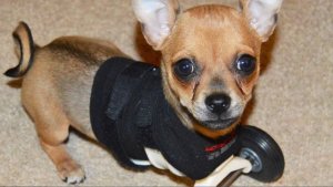 Милые и смешные щенки чихуахуа - подборка TurboRoo