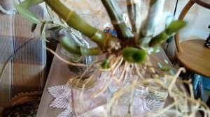 Реанимация орхидей без корней. Дендрофаленопсис.