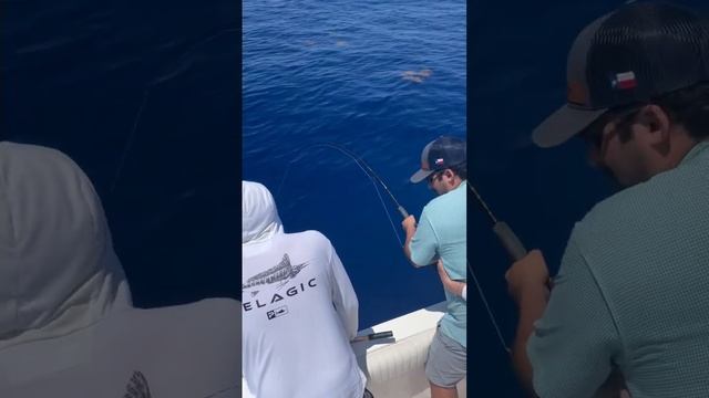 More than just fishing l!!! #saltwater are #mahi#crazy #reef #fishing #fish #reeftank смотреть онлайн