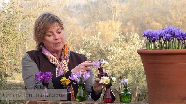 Sarah’s favourite crocus varieties смотреть онлайн