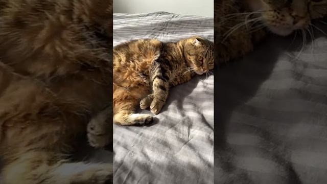 ЧЕССИ🐯ДОБРОЕ УТРО. ГЛАЗА В ГЛАЗА👀