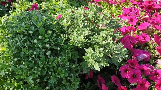 Хризантема мультифлора. Пересаживаем хризантему с неудобного места. смотреть онлайн