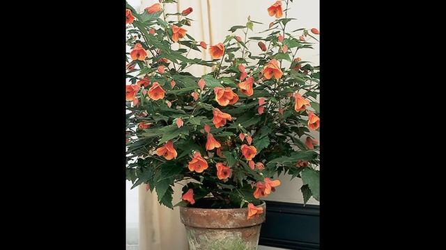 Абутилон. Комнатный клён. Уход смотреть онлайн