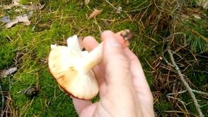 Как отличить несъедобную жгуче-едкую сыроежку от съедобных.