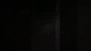 как определить простым способом есть зародыш в яйце или нет. из 17яиц 4 шт были пустишками