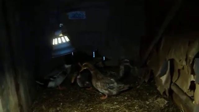 утки башкирские цветные смотреть онлайн