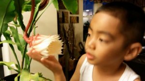 Lady of the Night Flower (Dama de noche, Reina de la noche, epiphyllum oxypetalum)