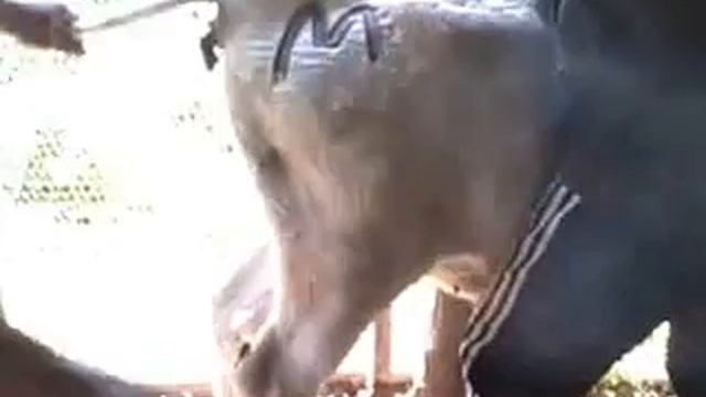 Клеймение бычков. таврирование. смотреть онлайн