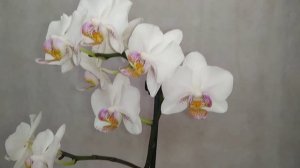 Фаленопсис "Modesto" - Модесто.