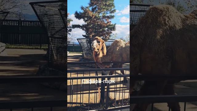 Сказочный Тайган в ноябре 2023 смотреть онлайн