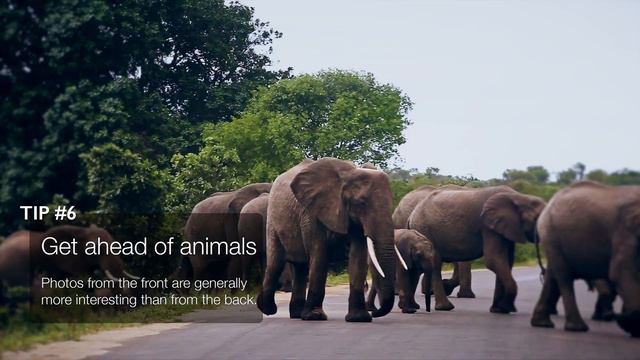 Safari Photography Tips for Beginners смотреть онлайн