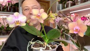 продавцы орхидей МОШЕННИКИ / НЕ КУПИТЕ эти сорта орхидей под видом ЛЕГАТО