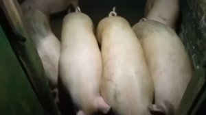 ЦЕНА НА ЖИВОЙ ВЕС СВИНЬИ