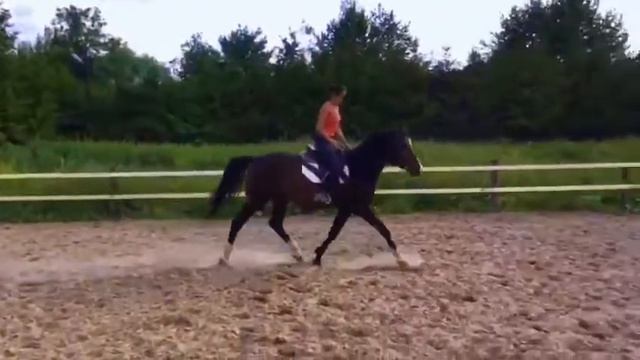 Арабский ч.к. жеребец 19/10✨192 смотреть онлайн