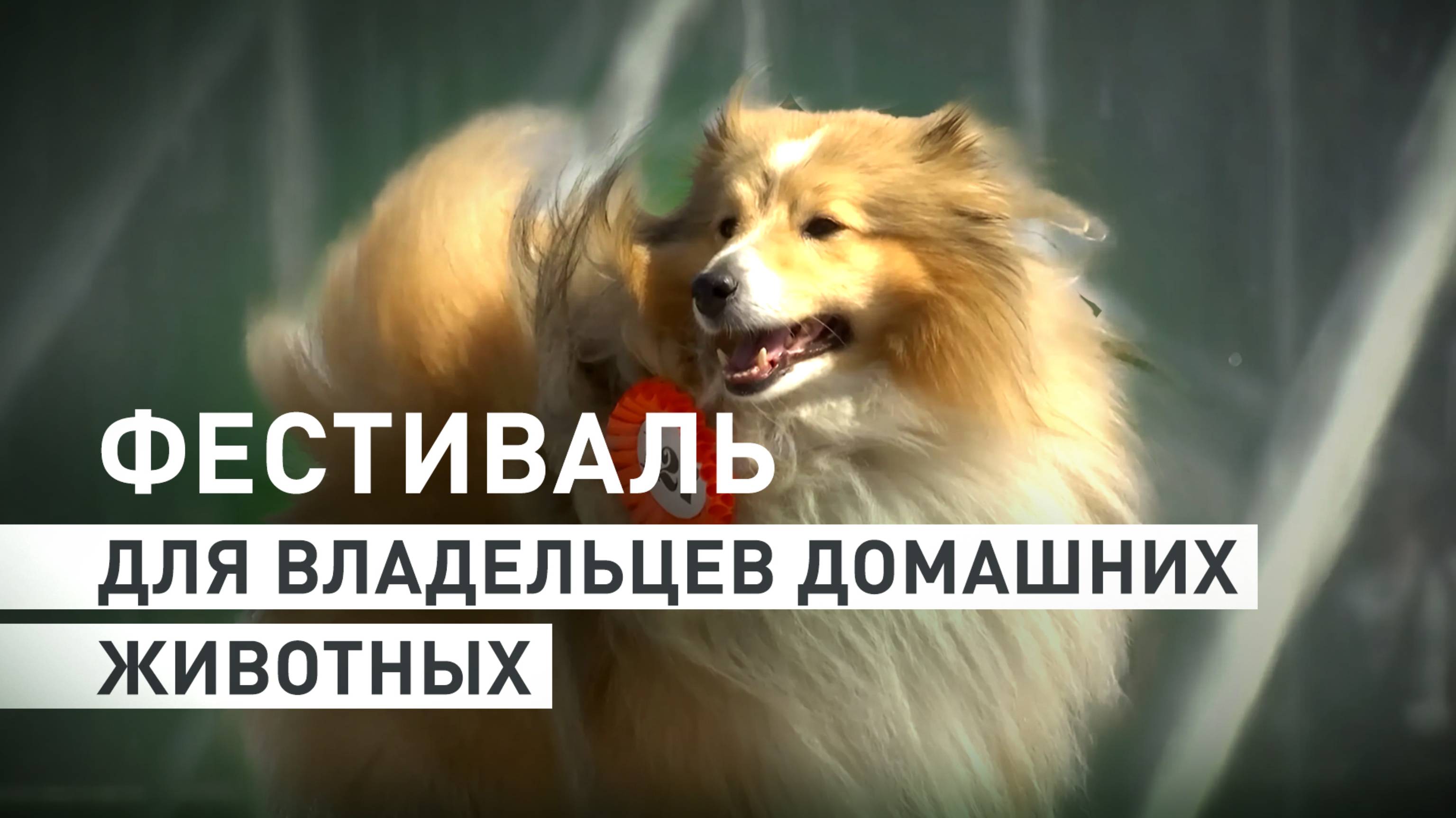 Ежегодный фестиваль для владельцев домашних животных проходит в Санкт-Петербурге