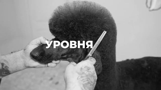 Online курс легенды груминга Романа Фомина