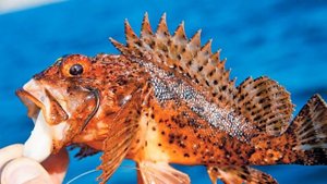 Самая опасная рыба Чёрного моря, которую лучше обходить стороной