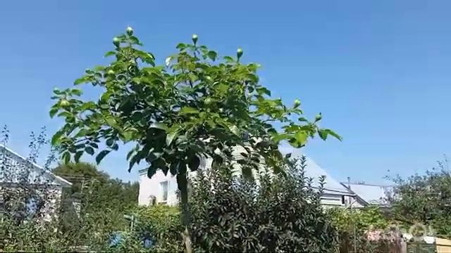 Роза тебе мешает? -сделай из неё штамб?! Стимуляция почек и формировка- ответы на все вопросы ?? смотреть онлайн