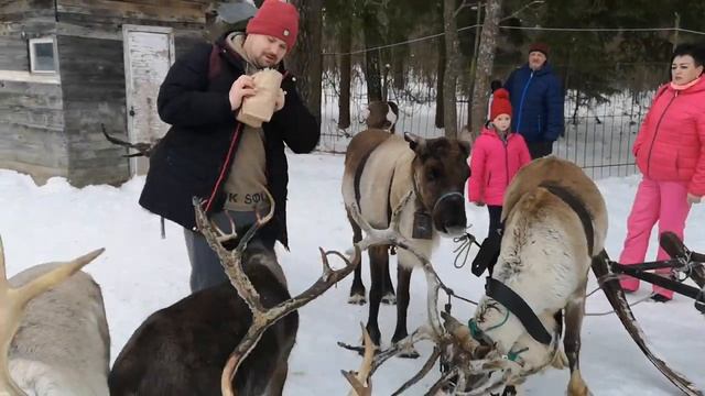 Куда отправиться на выходные в Подмосковье. Нападение оленей на человека. Оленья ферма. Руза смотреть онлайн