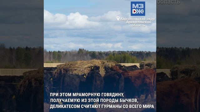 МЗЖ: Фермер поставил на черное смотреть онлайн