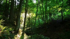 birdsong/Весенний лес - 5 часов. Расслабляющие звуки природы, пение лесных птиц, шум деревьев.