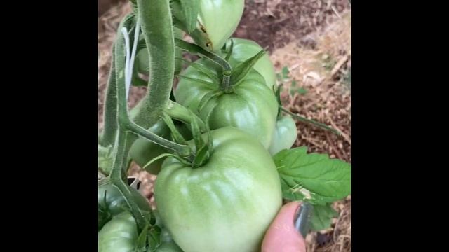 Помидоры Мишка косолапый и другие/2 часть смотреть онлайн