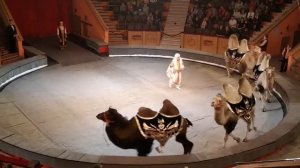 Лучшие цирковые представления сезона 2020 | Гомельский цирк | Дрессированные верблюды | Цирк Лучшее