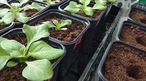 Петуния через две недели после пикировки. Начала куститься! Полив, подкормка.